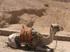 Camel-